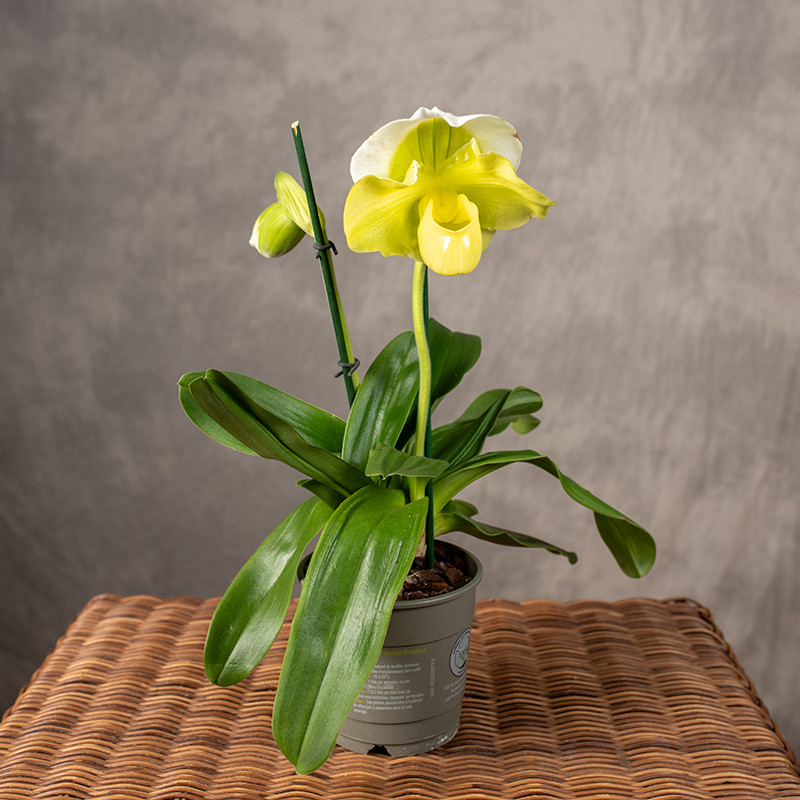 Storczyk Sabotek | Żółty