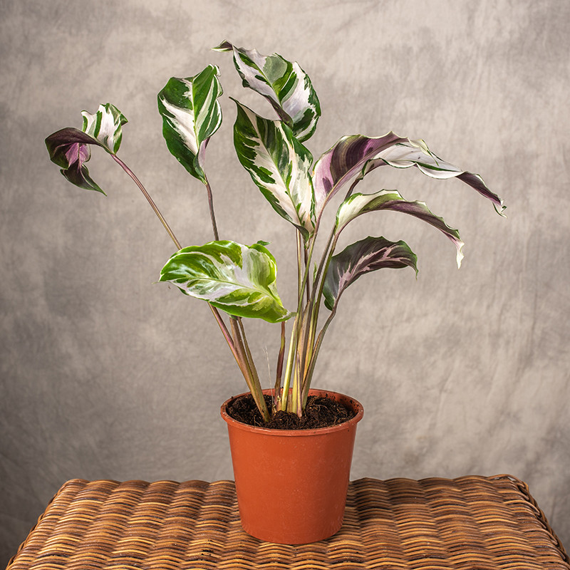 Kalatea 'Fusion White'