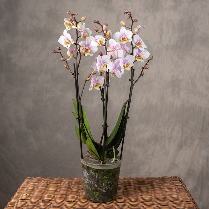 Storczyk Multiflora...