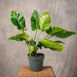Filodendron 'Imperial Green' | Tomaszewski