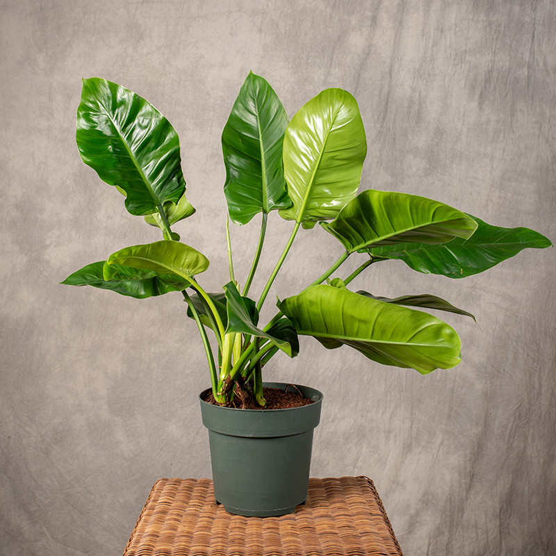 Filodendron 'Imperial...