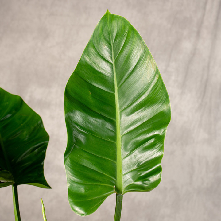 Filodendron 'Imperial Green' | Tomaszewski
