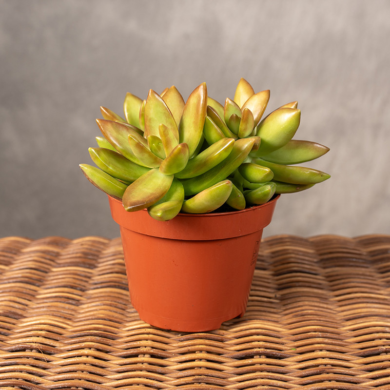 Sedum nussbaumerianum |...