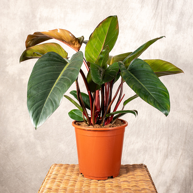 Filodendron 'Red Congo' | Duży