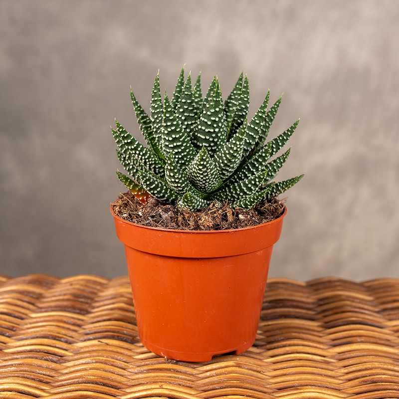 Haworsja | Haworthia 'Royal...