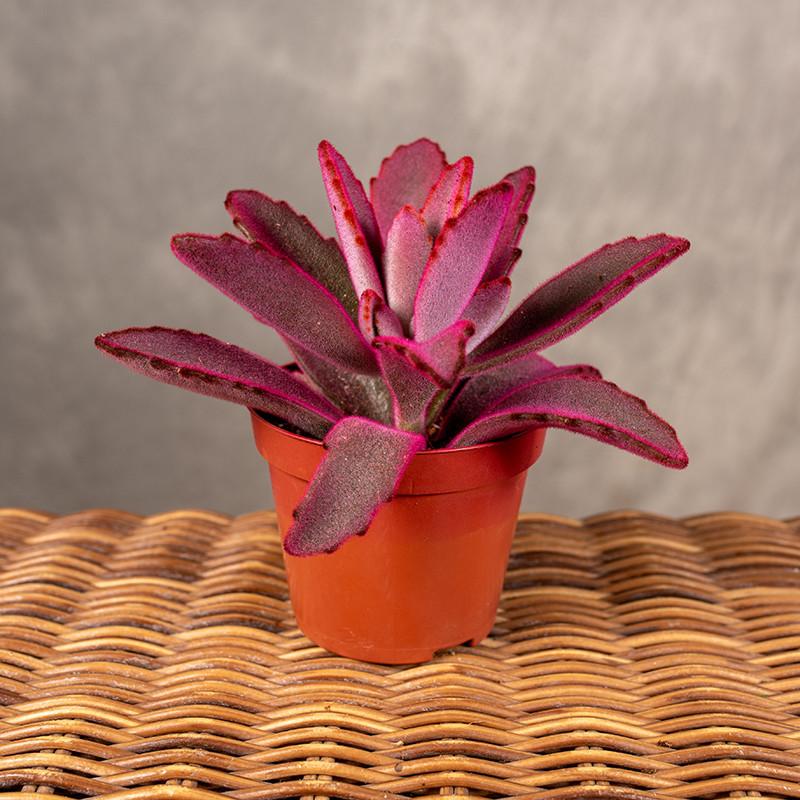 Żyworódka omszona 'Make up'