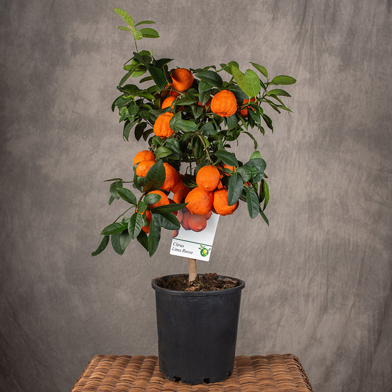 Limetta Rossa | Na pniu