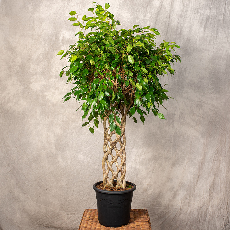 Fikus 'Exotica' | Pleciony