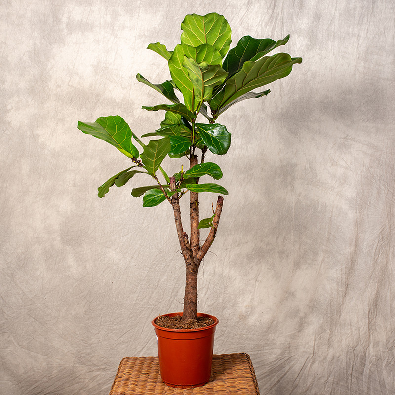 Fikus Lirolistny -...