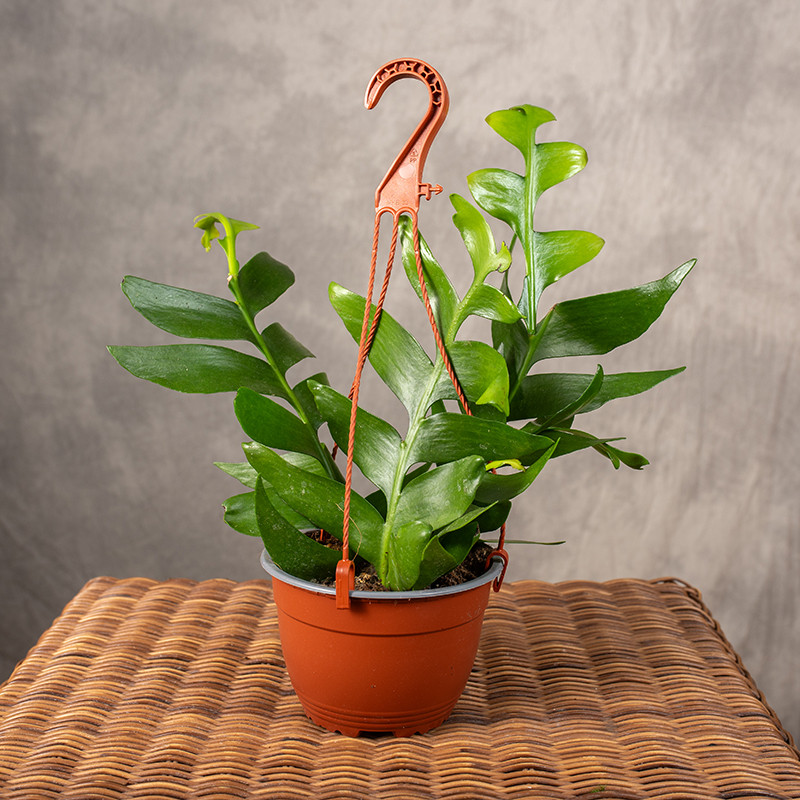 Epifylum chrysocardium |...