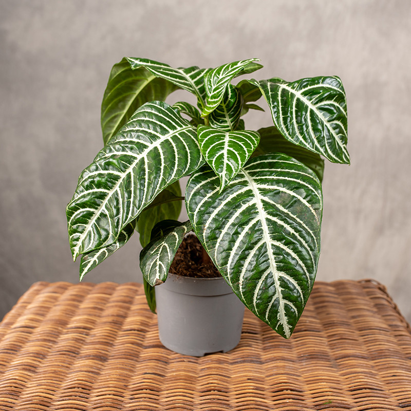 Afelandra 'Botanica Green'