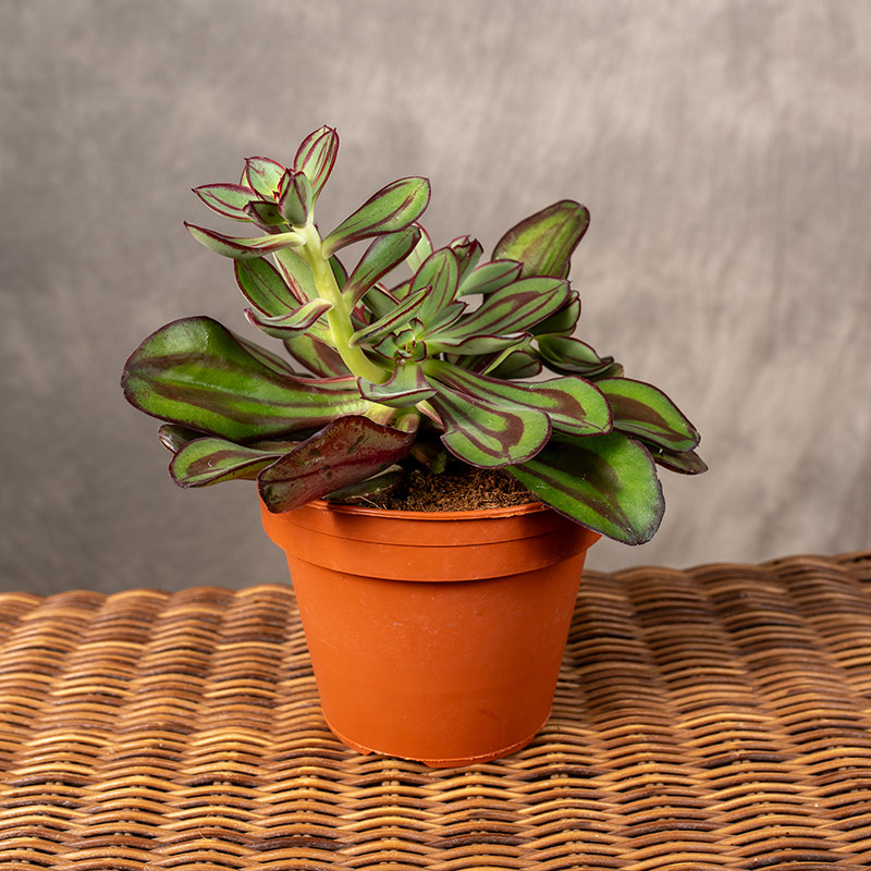 Echeweria 'Nodulosa'