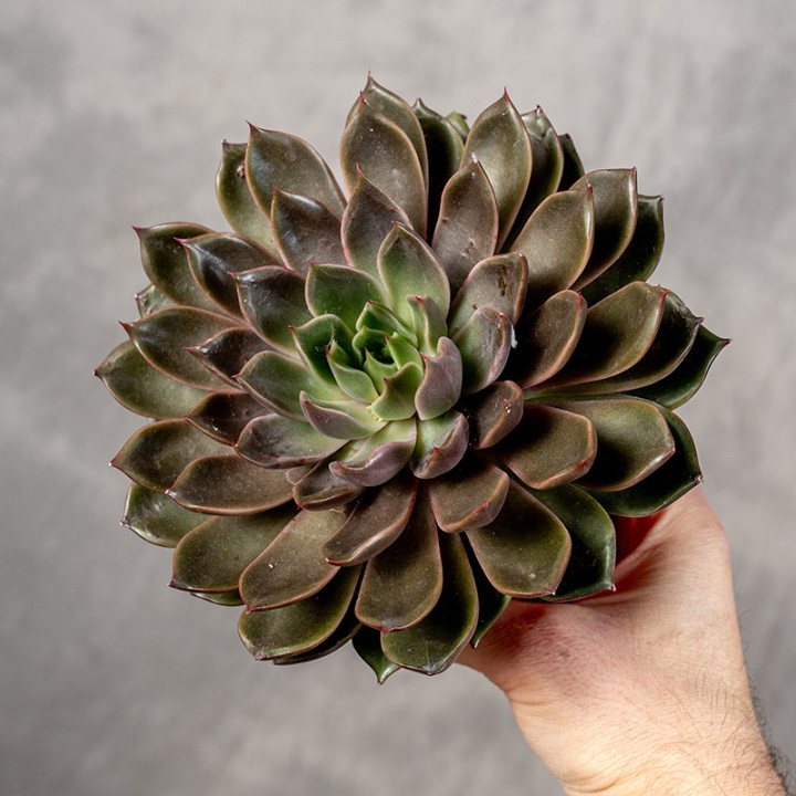 Eszeweria 'Rosetta Mariposa'