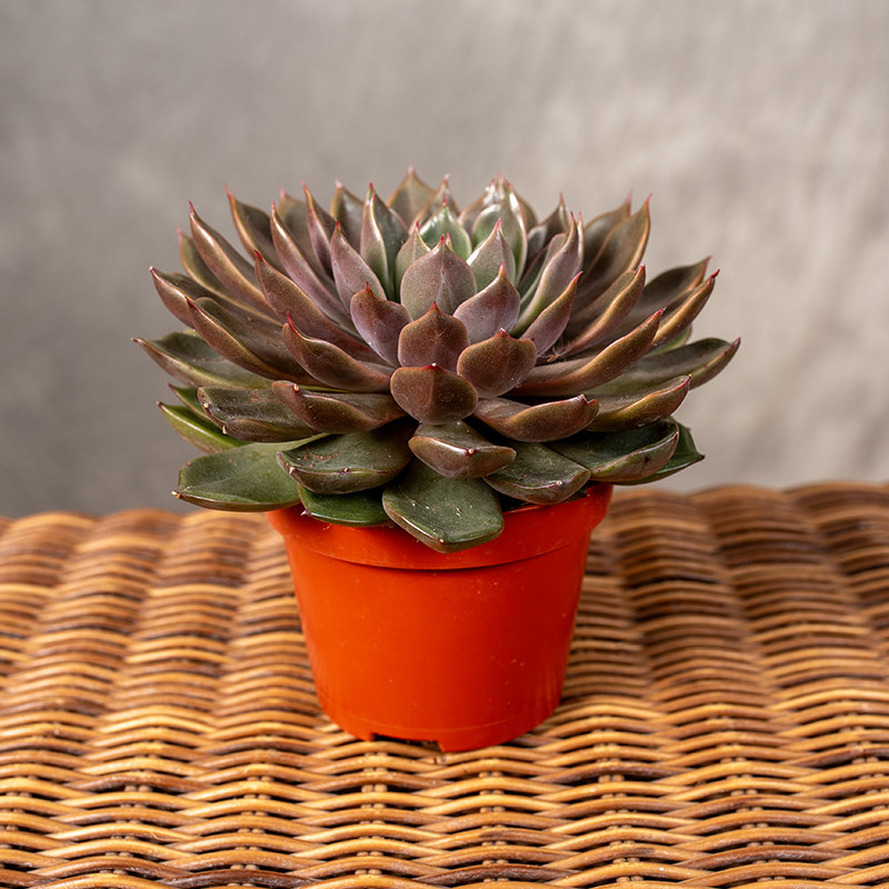 Eszeweria 'Rosetta Mariposa'