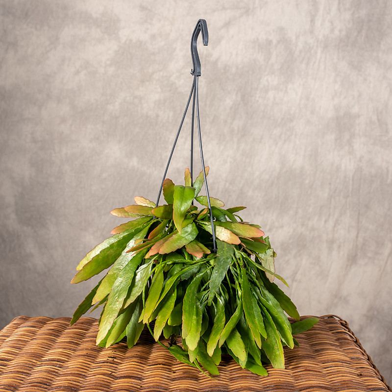 Rhipsalis 'Red Coral' |...