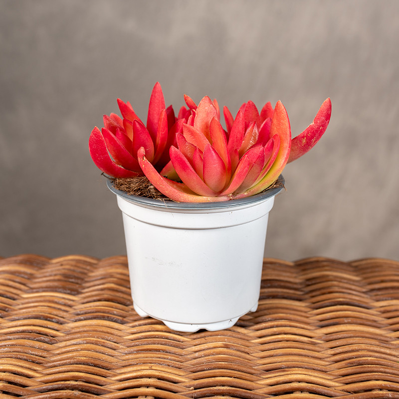 Grubosz 'Capitella Red' | Mały