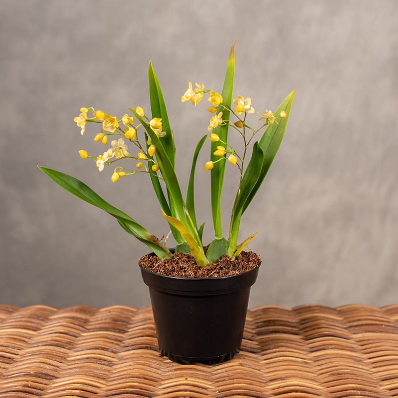 Oncidium 'Fragrance...