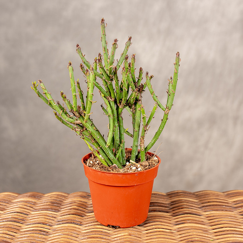 Senecio 'Anteuphorbium'