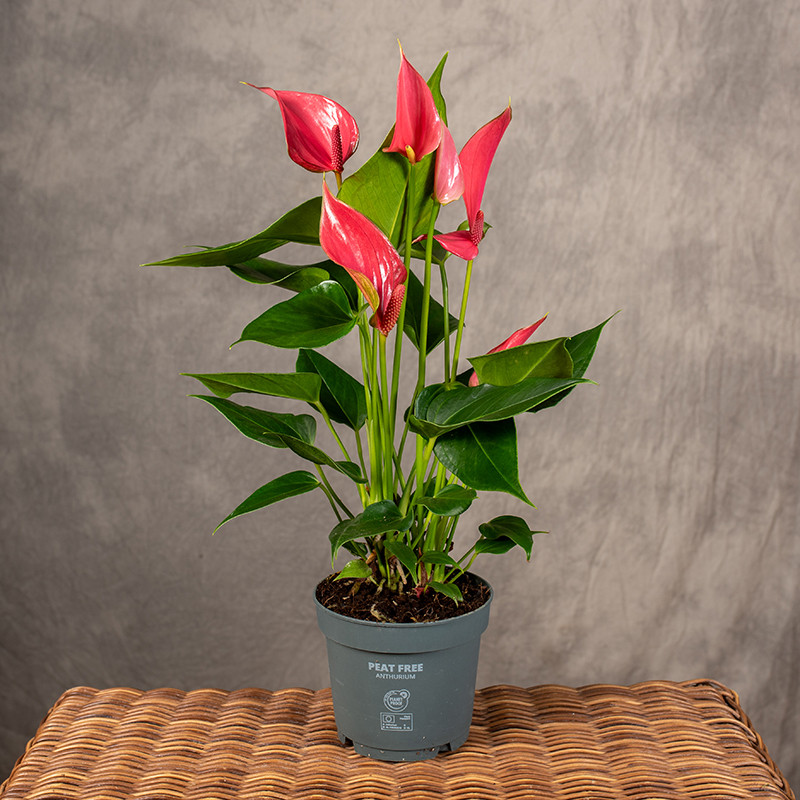 Anturium 'Swing'