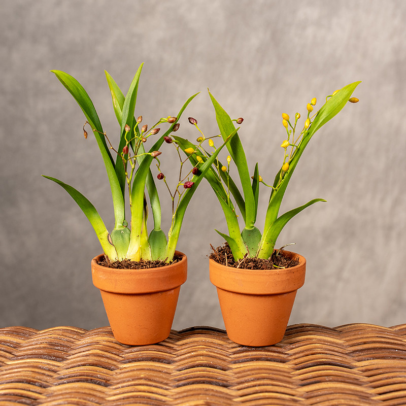 Motylnik w osłonce...