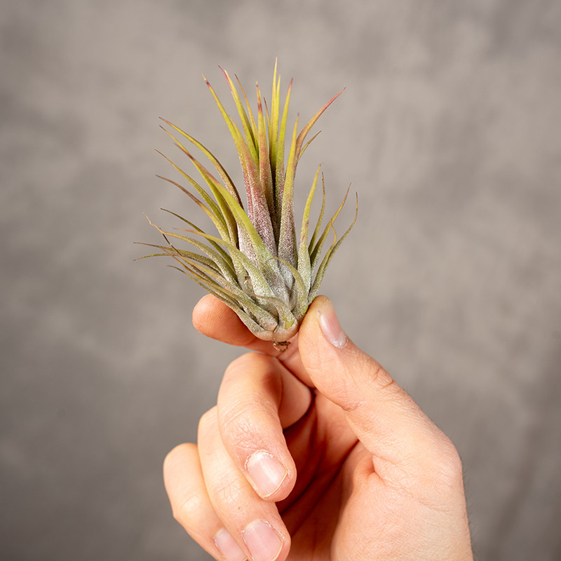 Tillandsia | Oplątwa