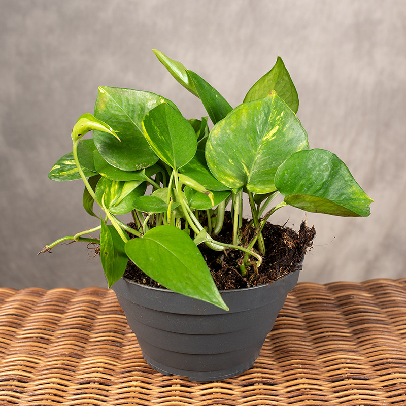 Epipremnum złociste