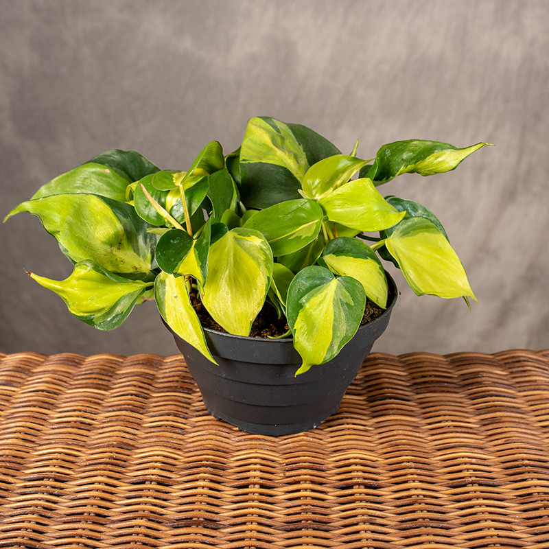 Filodendron 'Brasil'