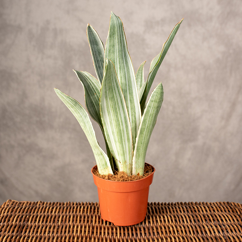 Sansewieria 'Silver Siam' |...