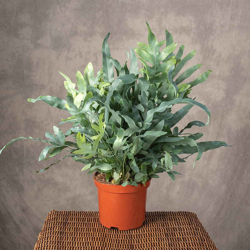 Paproć Flebodium 'Blue...