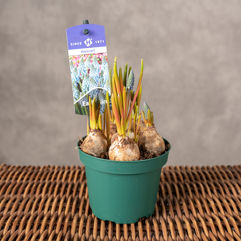 Szafirek 'Early Bird' | Mały