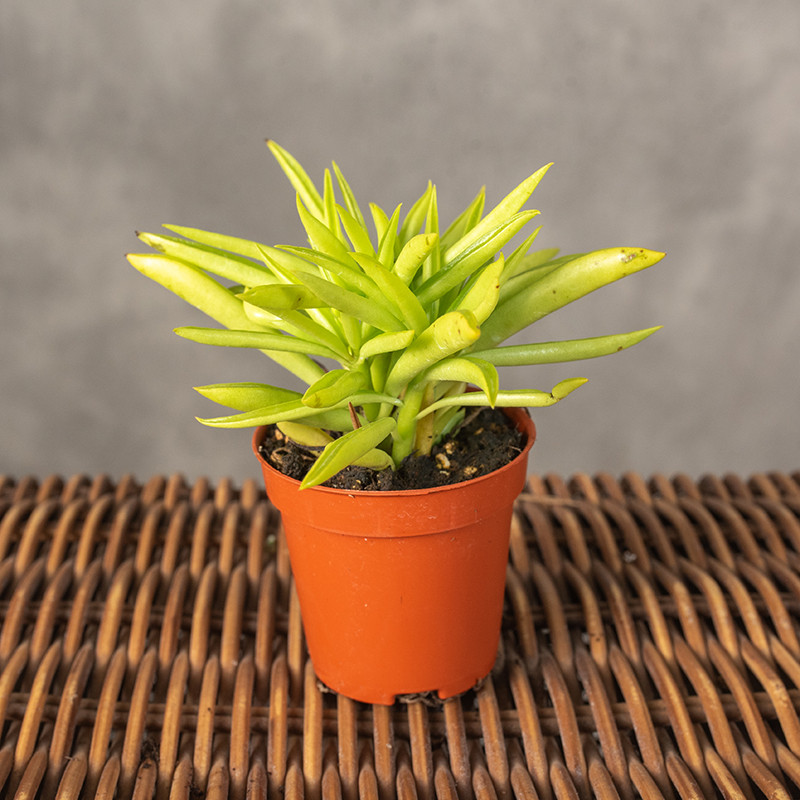 Starzec azjatycki...