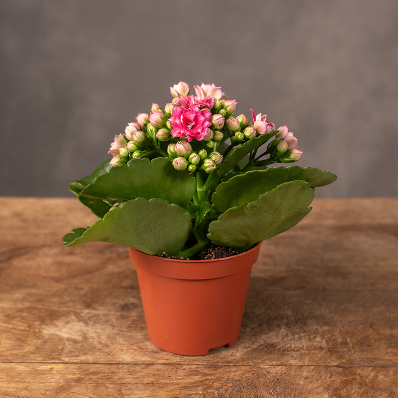 Kalanchoe różowe | Mini