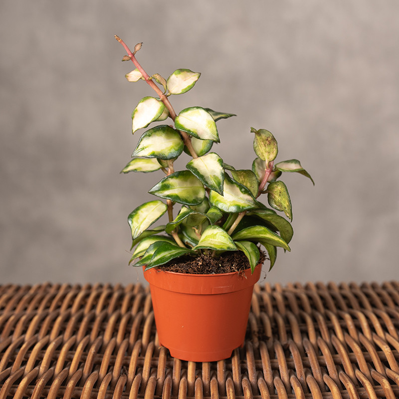 Hoja luconasa 'Bruno...