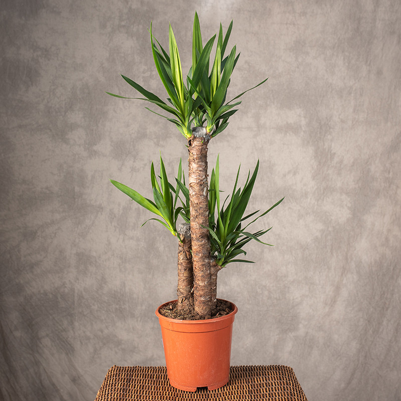 Jukka gwatemalska | 3 pędy