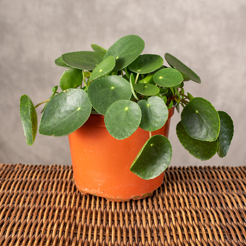 Pilea peperomiowata -...