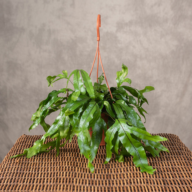 Paproć kangurza | Wisząca