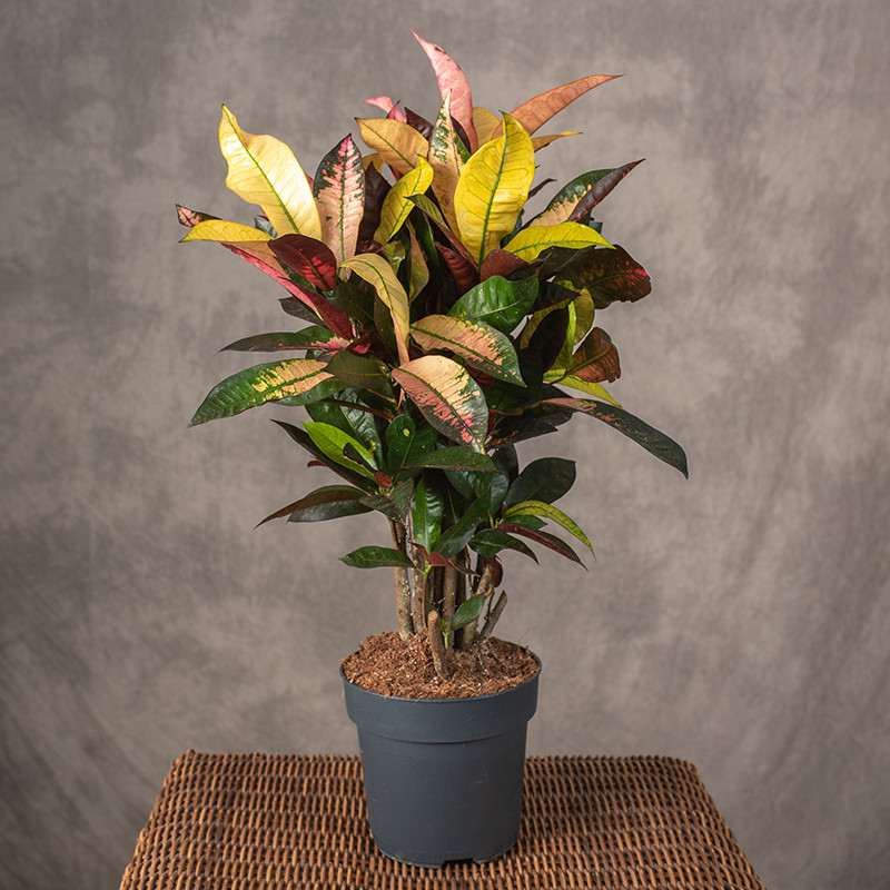 Kroton 'Mrs. Iceton'