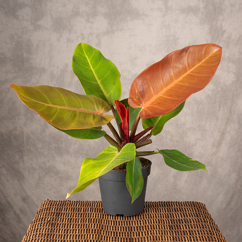 Filodendron 'Prince of Orange'