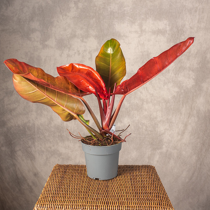 Filodendron 'Prince of...