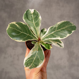 Fikus lirolistny 'Variegata' | Tomaszewski