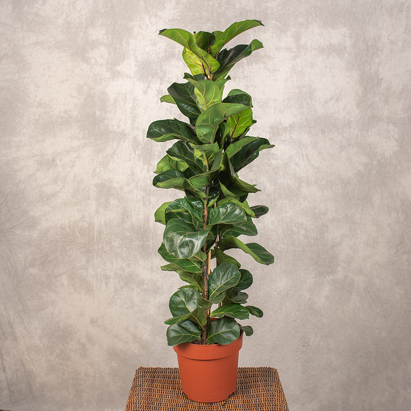 Fikus lirolistny 'Bambino'...