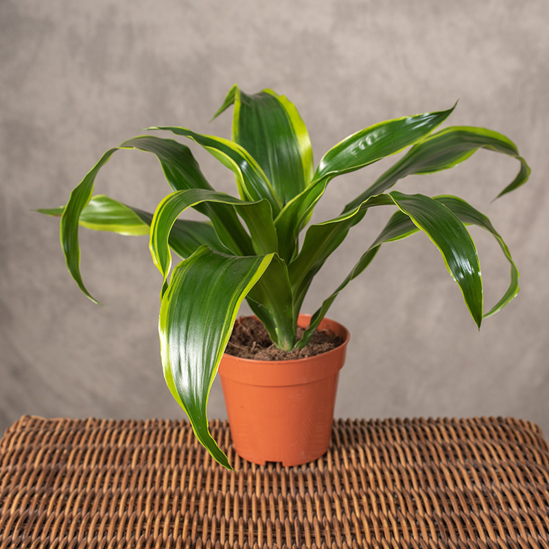 Dracena fragrans 'Dorado' |...