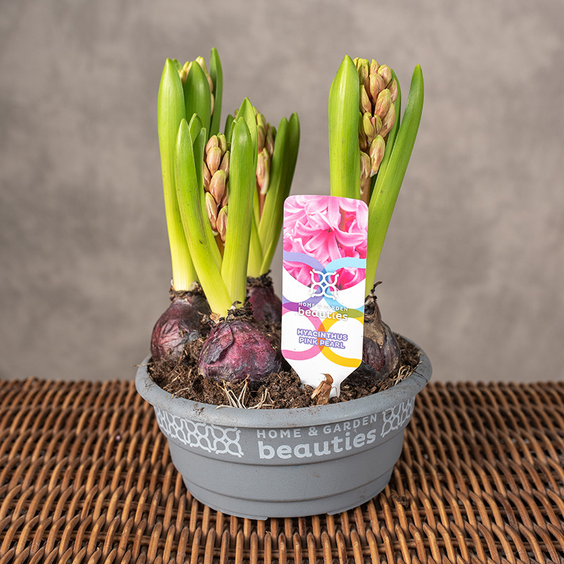 Hiacynt 'Pink Pear | W misie