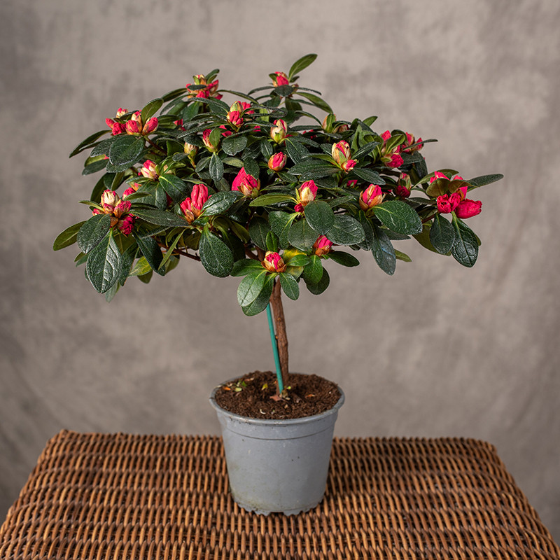 Azalia na pniu | Różowa