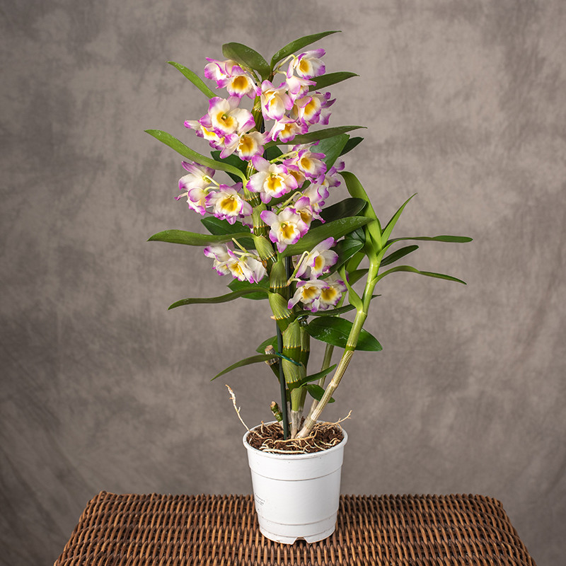 Dendrobium nobile 'Bright...