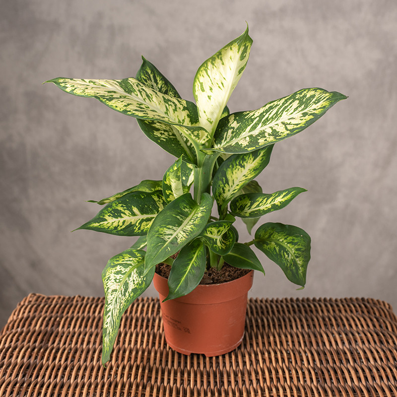 Difenbachia 'Sublime' | Mała