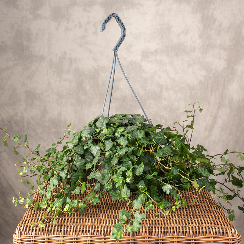 Bluszcz 'Wonder' | Wiszący...