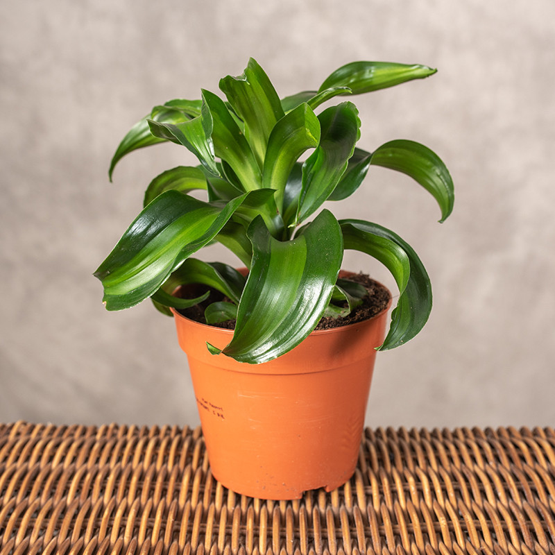 Dracena 'Black Kanzi'