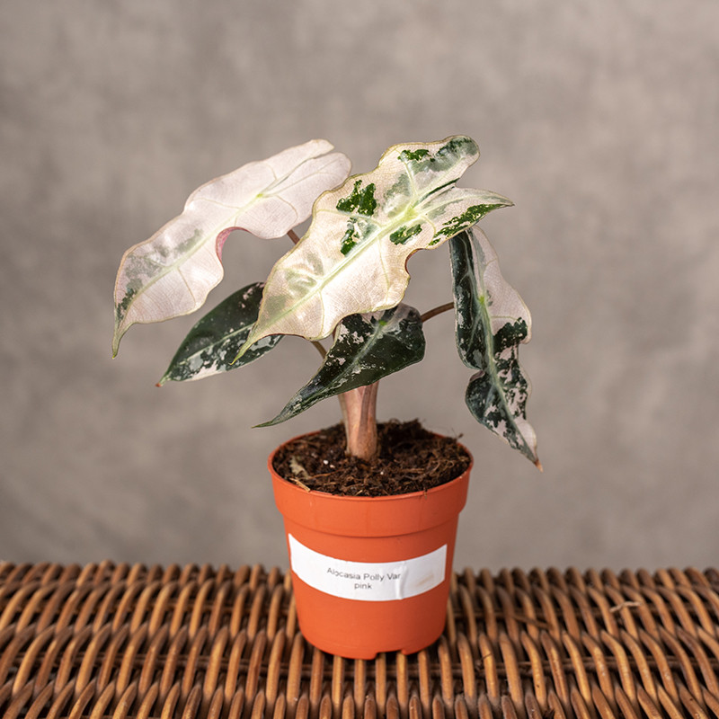 Alokazja 'Polly' Variegata