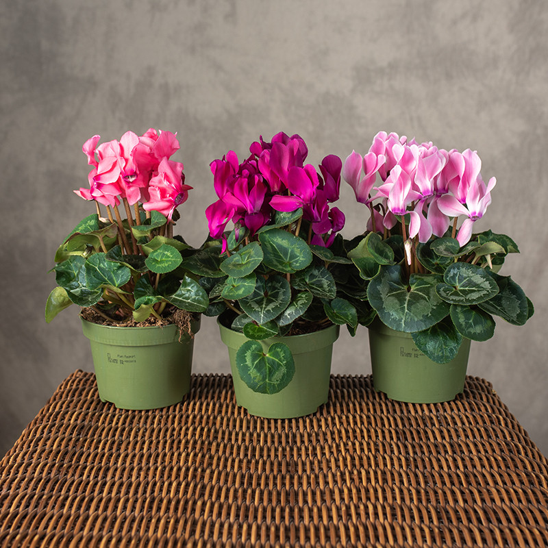 Cyklamen MIX kolorów